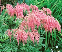 Астильба тунберга  