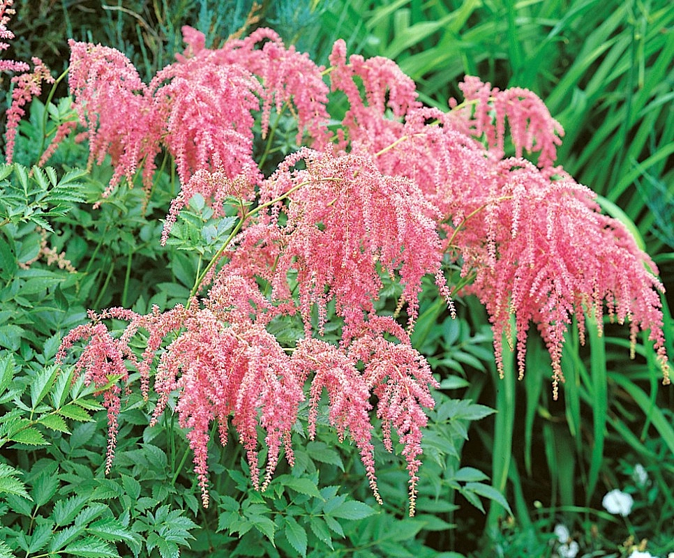 Астильба тунберга  