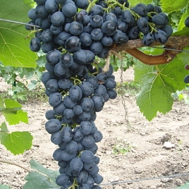 Виноград 'Аттика'