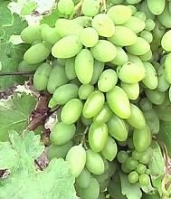 Виноград 'Тимур'