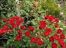 Роза 'Фиона' (почвопокровная) (красная)