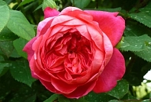 Роза английская душистая 'Бенджамин Бриттен'