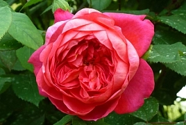 Роза английская душистая 'Бенджамин Бриттен'