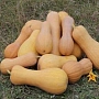 Тыква