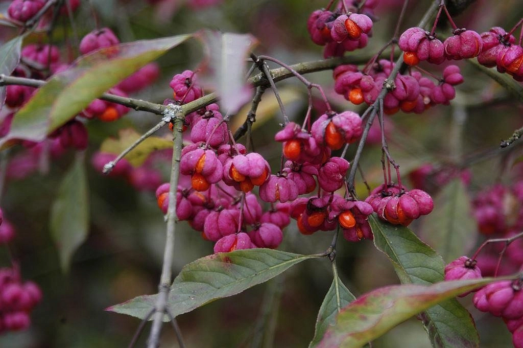 Бересклет пробковый