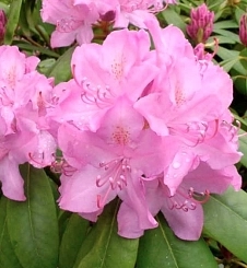 Рододендрон гибридный 'Розеум Элеганс' (розовый) Рододендрон гибридный 'Розеум Элеганс' (розовый)