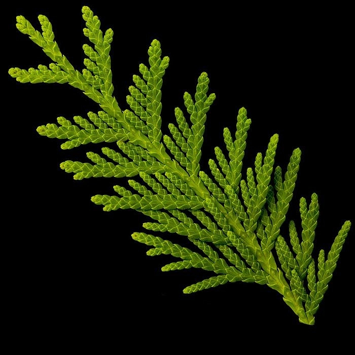 Туя западная 'Брабант'