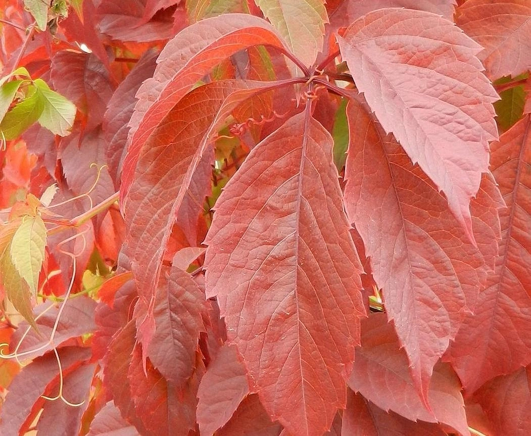 Виноград девичий пятилисточковый