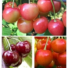 Черешня 'Брянская розовая/Юлия/Вал.Чкалов' (тройная прививка)