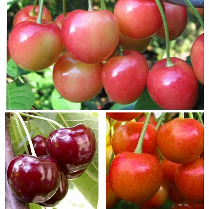 Черешня 'Брянская розовая/Юлия/Вал.Чкалов' (тройная прививка)