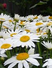 Хризантема болотная 'Сноу Леди' ( белая с желтым)