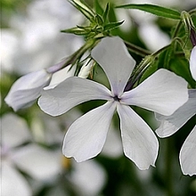 Флокс растопыренный 'Мэй Бриз'