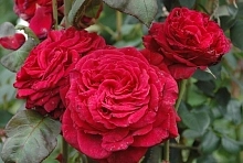 Роза 'Четырех ветров' (флорибунда) (малиново-красная) 