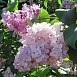 Сирень обыкновенная 'Гортензия' (розово - белая)