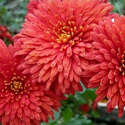 Хризантема корейская 'Шапка Мономаха'