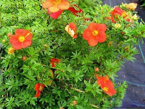 Лапчатка кустарниковая 'Ред Джокер'