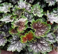 Гейхера американская 'Марвелос Марбл'