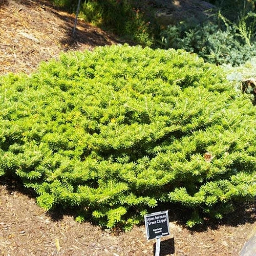 Пихта корейская 'Грин Карпет'