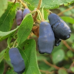 Жимолость съедобная 'Черничка'