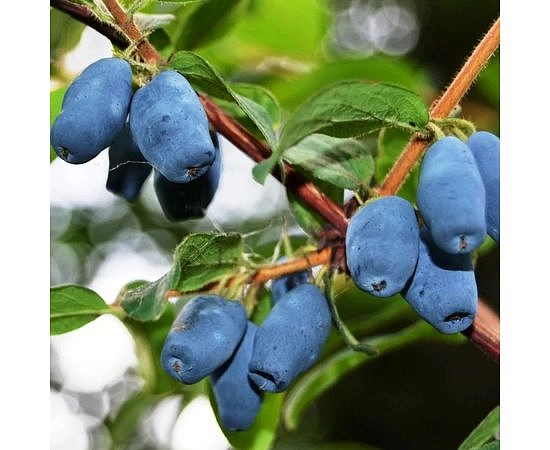 Жимолость съедобная 'Фианит'