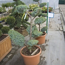 Можжевельник китайский 'Блу Альпс' бонсай