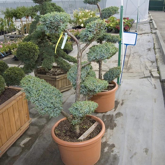 Можжевельник китайский 'Блу Альпс' бонсай