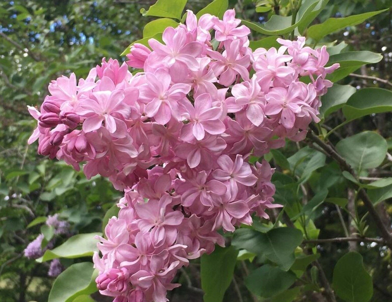 Сирень обыкновенная 'Принц Волконский' (лилово - розовая)