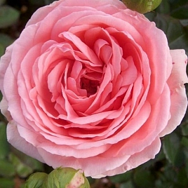 Роза 'Кимоно' (флорибунда) (розовая)