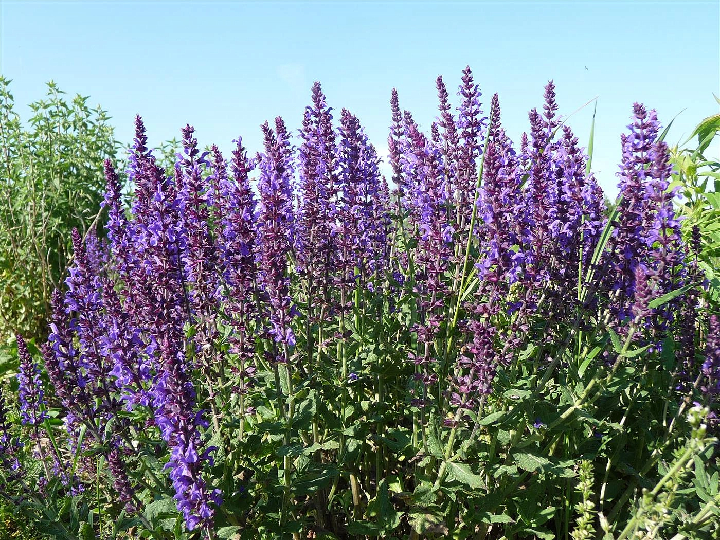 Сальвия дубравная (Шалфей) 'Лирикал Блюз'