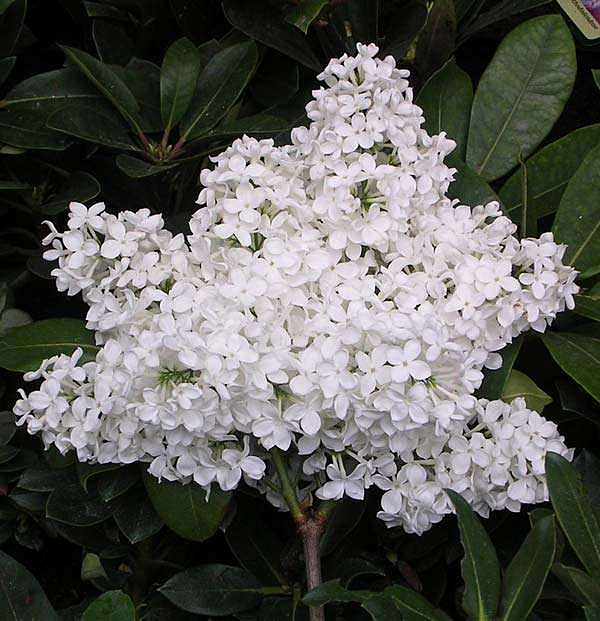 Сирень обыкновенная 'Лебедушка' (белая)