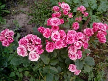 Роза 'Пинк Флеш' (флорибунда) (розовая)