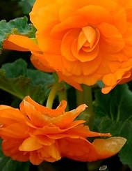 Бегония клубневая 'Нонстоп Мокка Дип Оранж' (оранжевая)