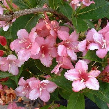 Вейгела 'Боскуп Глори'