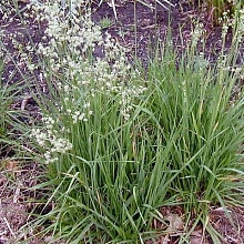 Бриза средняя 'Доддеринг Дилли'