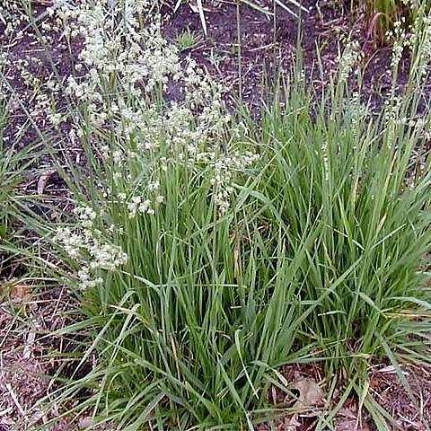 Бриза средняя 'Доддеринг Дилли'