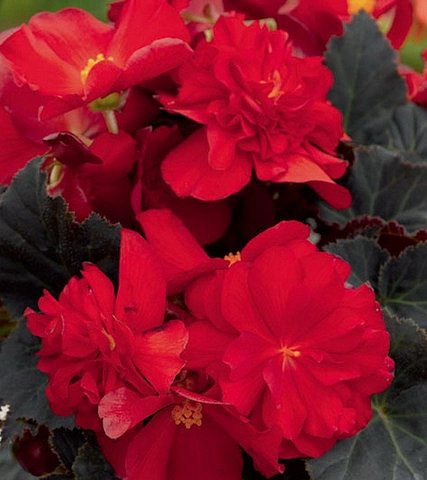 Бегония клубневая 'Нонстоп Мокка Скарлет' (вишнево - красный)