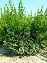 Тис средний 'Гроенланд'