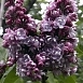 Сирень обыкновенная 'Дюк де Масса' (фиолетово - лиловая)