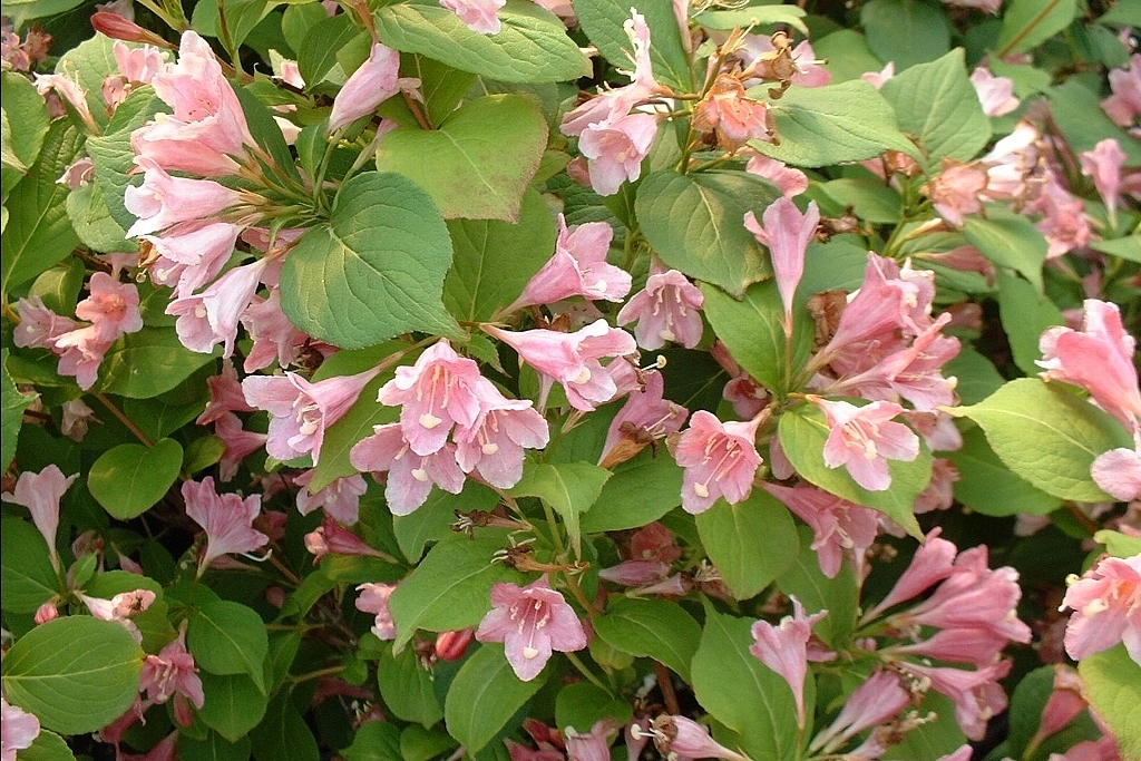 Вейгела цветущая 'Розеа'