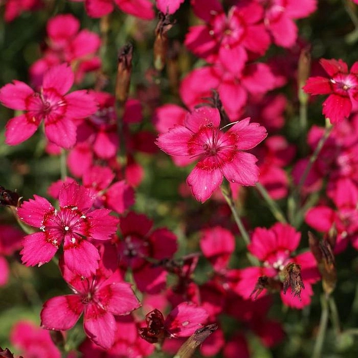 Гвоздика травянка 'Конфетти Ред' (красная)