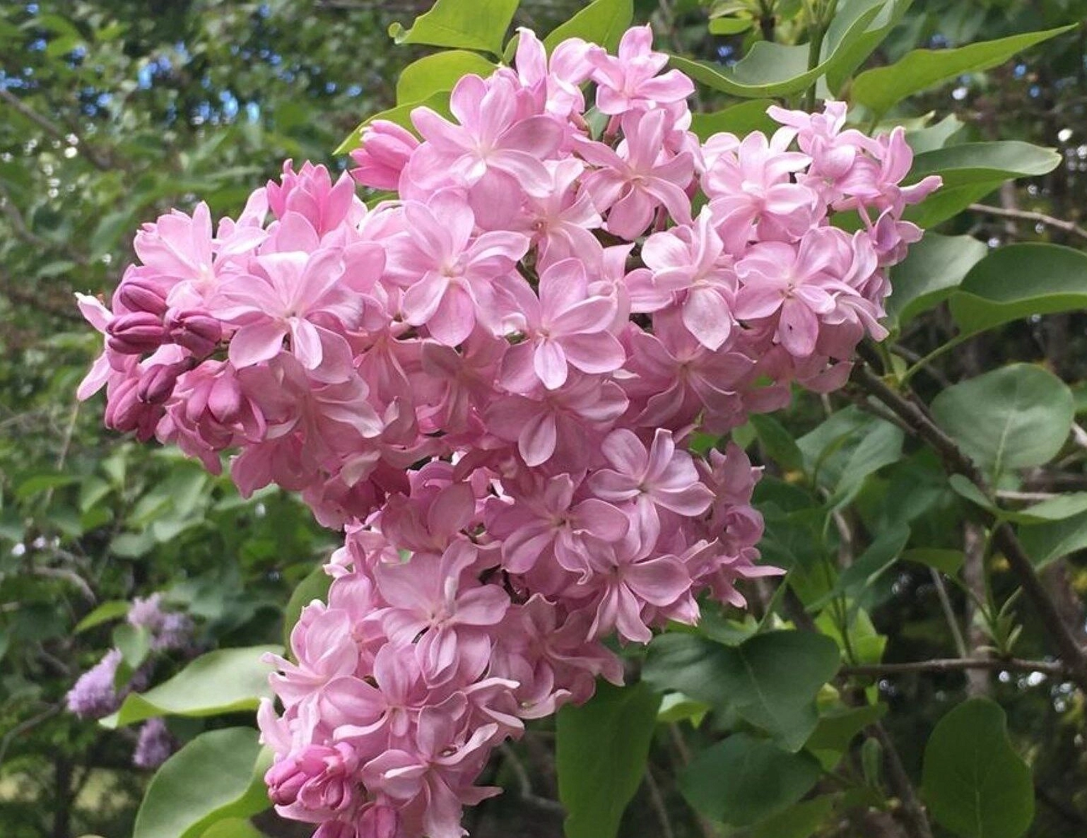 Сирень обыкновенная 'Принц Волконский' (лилово - розовая)