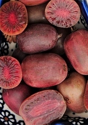 Актинидия Коломикта 'Сиреневый туман' Актинидия Коломикта 'Сиреневый туман'