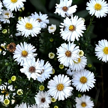 Астра кустовая 'Апполо'