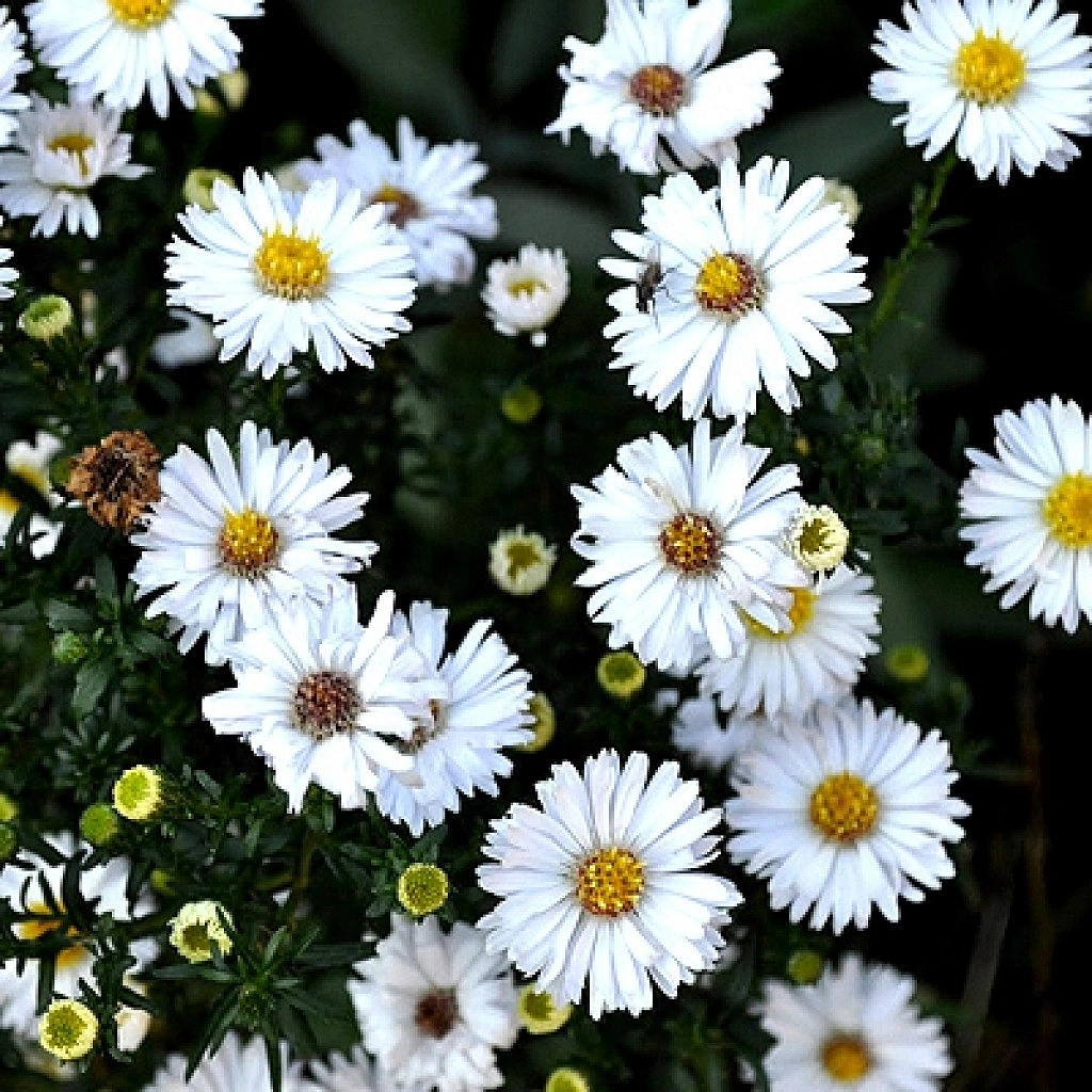 Астра кустовая 'Апполо'