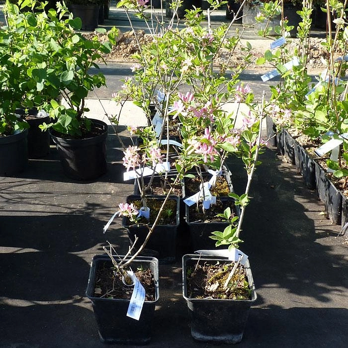 Жимолость Королькова