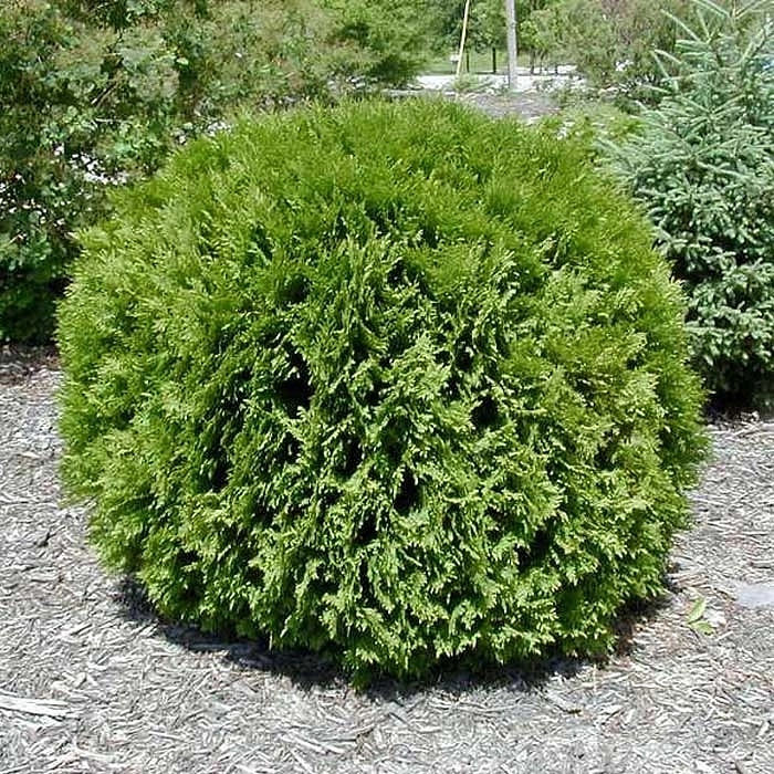 Туя западная 'Вудварди'
