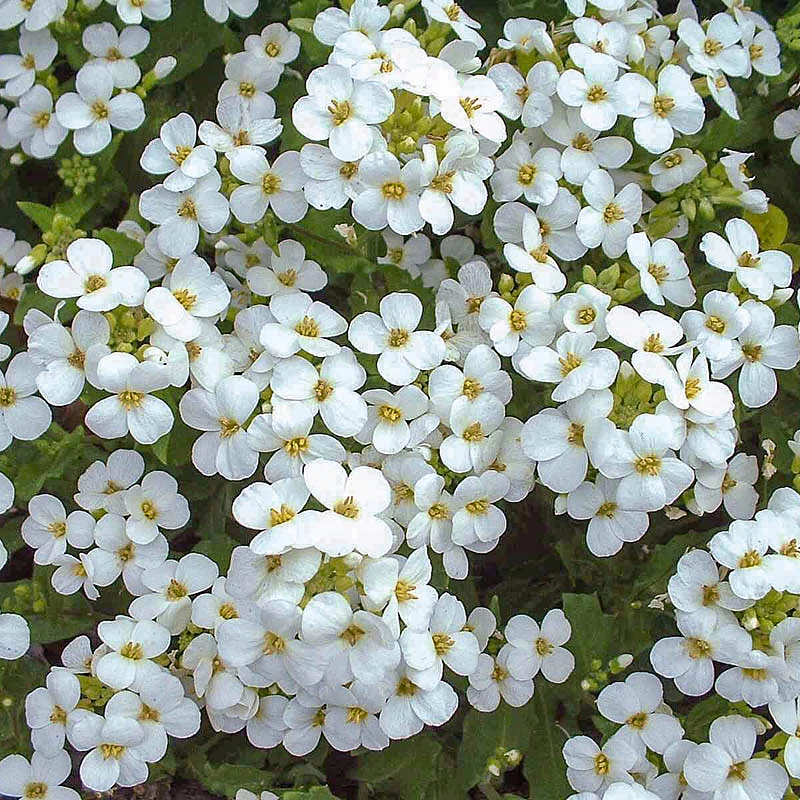 Семена Арабис