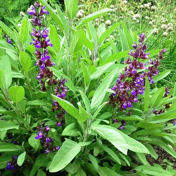 Шалфей овощной 'Бриз'