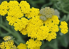 Тысячелистник обыкновенный (парковый) 'Муншайн'