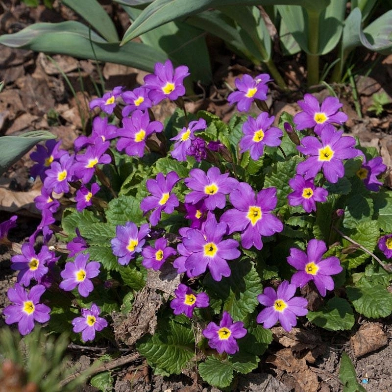 Примула Юлии